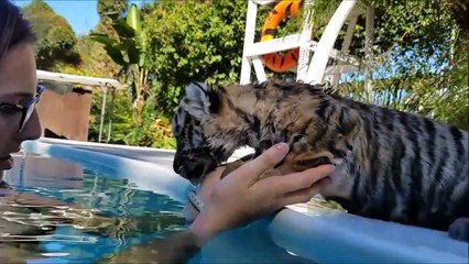 Download Video: Premier bain dans la piscine pour ce bébé tigre adorable