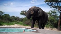 Quand un éléphant assoiffé vient boire dans une piscine sous les yeux des touristes