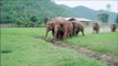Tous ces éléphants courent pour accueillir un bébé éléphant tout juste secouru
