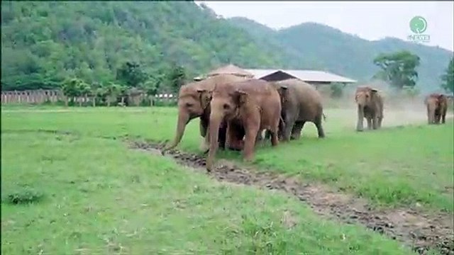 Tous ces éléphants courent pour accueillir un bébé éléphant tout juste secouru