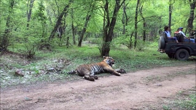 Ces touristes croisent un tigre pas très agressif en pleine forêt