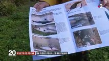 Filets de pêche : un piège mortel pour les dauphins