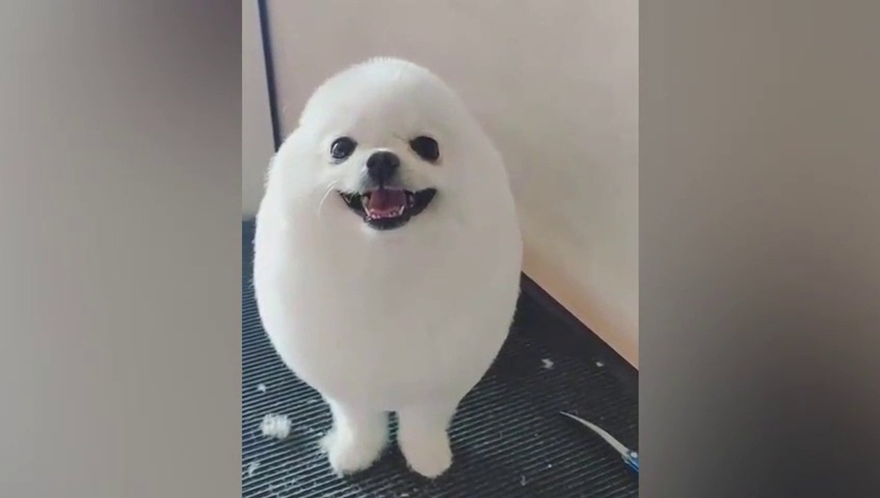 Le chien boule de neige !