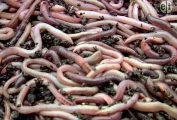 Wild Kratts - Mystery of the Squirmy Wormy