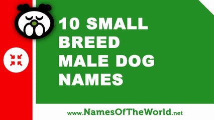 10 small breed male dog names - the best pet names - www.namesoftheworld.net