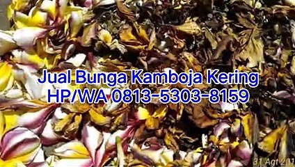 TERLARIS!!!  HP/WA 0813-5303-8159, Jual Kamboja Kering di Jakarta