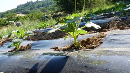 MARION - Brique 1 - SAVOIR FAIRE DES COMPROMIS