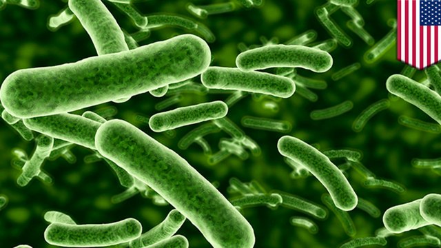 Bacteria found to absorb antibiotics to protect their colony