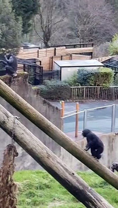 Chimpanzee Escape