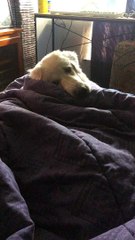 Dog Tucks Himself in for a Nap