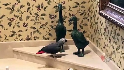 Loving parrot gives Valentine&apos;s kiss to duck statue