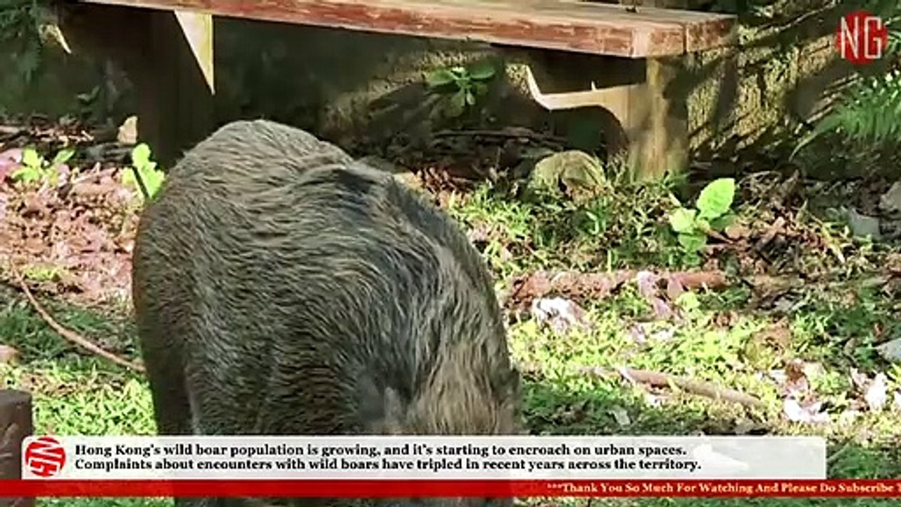 Hong Kong Wild Boars Encroaching The City