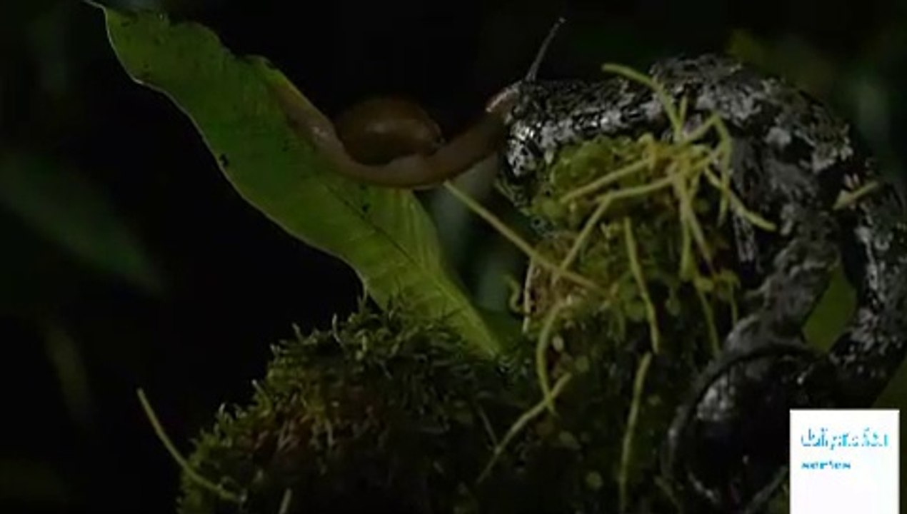 Dead by Dawn - Season 1 Episode 5 - Stranger Things