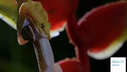 Dead by Dawn - Season 1 Episode 5 - Stranger Things