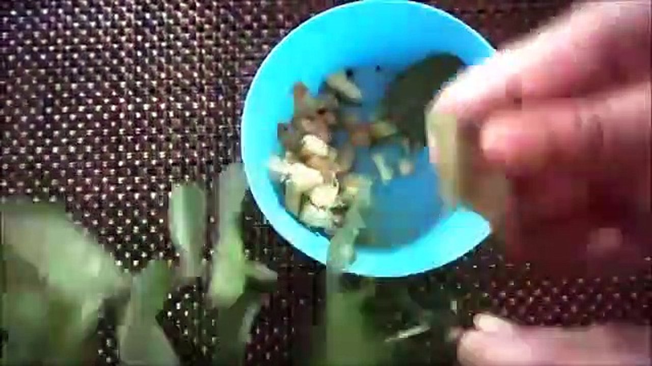 BRIGHT WHITE TEETH AT HOME __ 100% WORKS __ REMOVE PLAQUE & TARTAR _