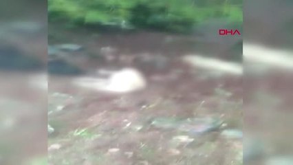 Gaziantep Nurdağı'nda Zehirlenen 6 Köpek Telef Oldu