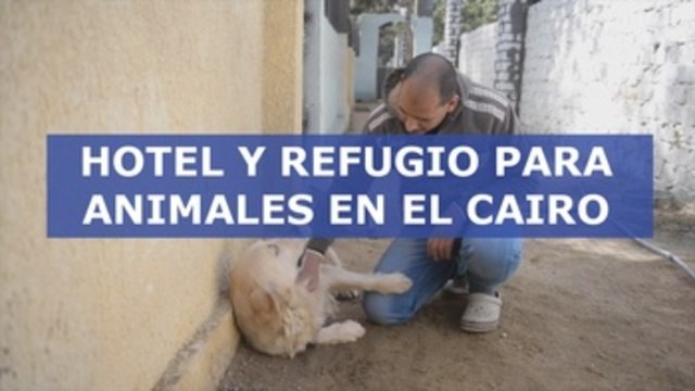 Un refugio para animales en Egipto aloja y rescata a perros y gatos maltratados