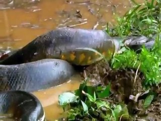 The green anaconda snake is the largest snake in the world Part 2