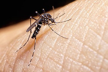 Bientôt la fin des piqûres de moustiques ?