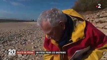 Pourquoi les dauphins sont de plus en plus nombreux à s'échouer sur les plages ?