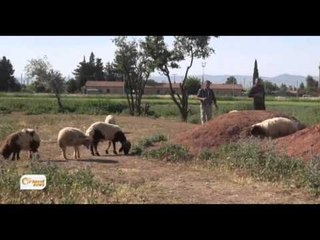 Dîmenên buharê ji bajarê Derbêsiyê