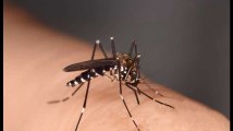 Bientôt la fin des piqûres de moustiques ?