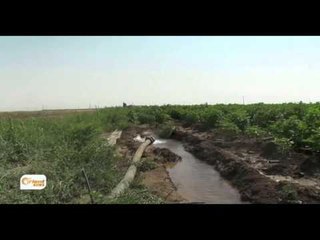 Paşketina çandinya pembo li Dirbêsiyê