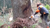 Dangerous Technology Fastest Biggest Tree Top Felling Cutting Down Latest Turbo ChainSaw Skills