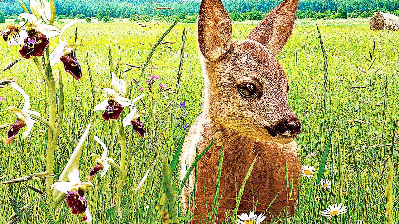 Die Wiese - Trailer (Deutsch) HD