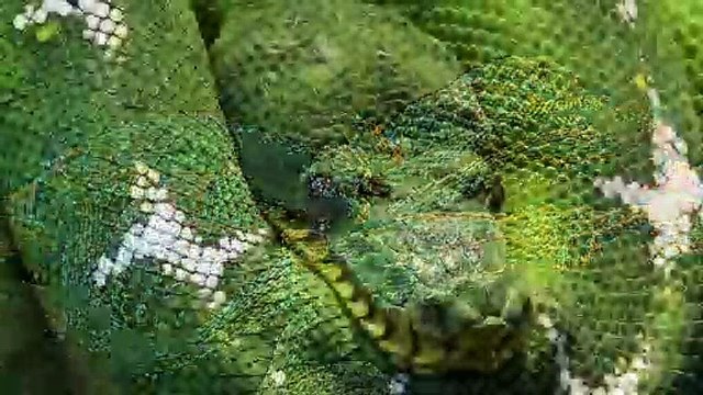 What Does It Mean When You Dream About Snakes - Dream Interpretation
