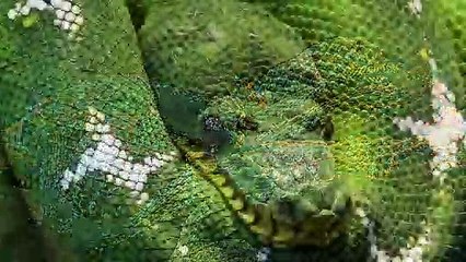 What Does It Mean When You Dream About Snakes - Dream Interpretation