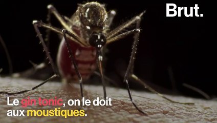 Aujourd'hui apprécié comme un cocktail, d'où vient le gin-tonic ?