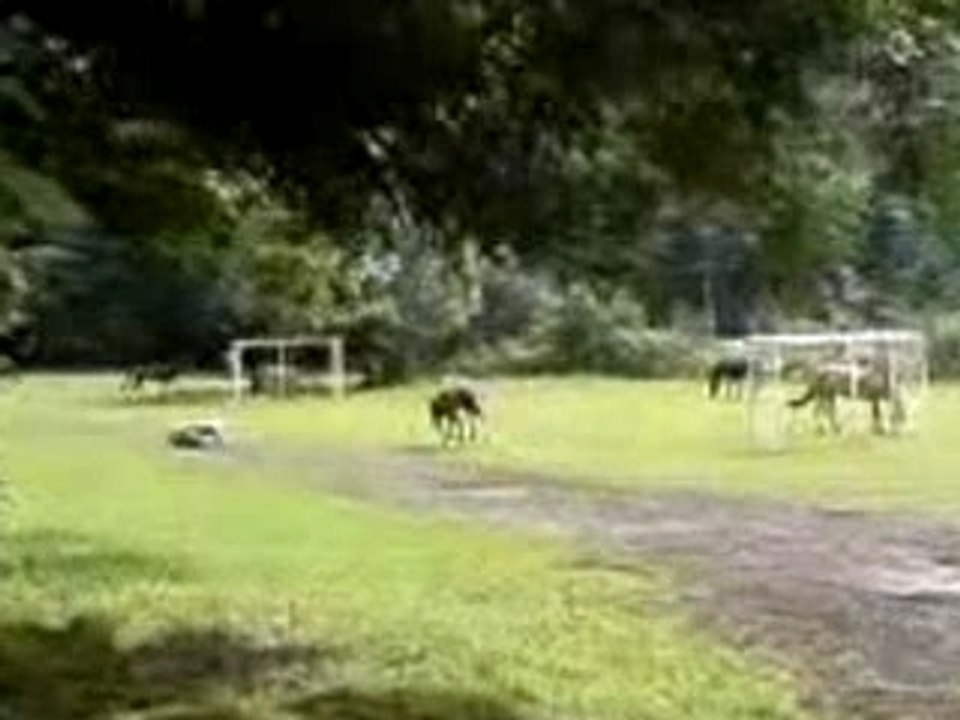 Lacher de pompoon sauvage...