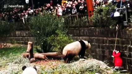 Security guard hangs upside-down to rescue girl that fell into panda enclosure