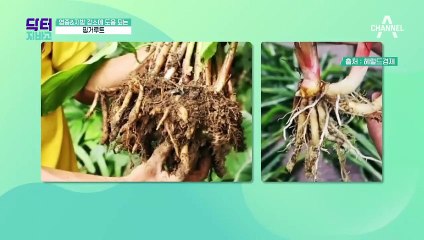 25kg 감량에 도움을 준 '핑거루트' 염증과 지방을 줄어주는 슈퍼푸드!!