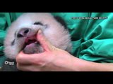 ظهور الأسنان الأولى لجرو الباندا في حديقة أوينو بالعاصمة اليابانية