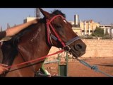 خمسمائة  حصان عربي أصيل تم تسجيلهم بجمعية الفجر للخيول