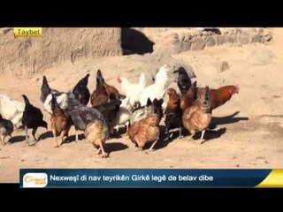 Erdoxan :kesê ku teqîna Istenbolê pêk aniye Sûrî ye