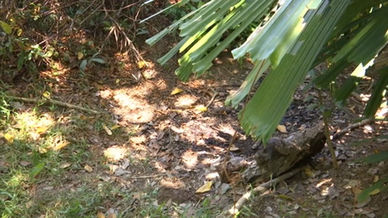 Decomposed body found in Pekan nothing to do with organ harvesting, say cops