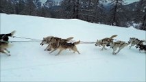 Initiation à la conduite des chiens de traîneau dans le Pays des Écrins