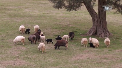 100 Fshatrat/ Sot, ora 18:00 në kanalin e YouTube, në Top Channel