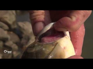 مرض الجمرة يقضي على الأسماك في سهل الغاب