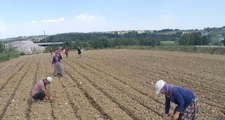 Lahana Fiyatı Üreticinin Yüzünü Güldürüyor