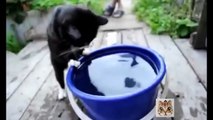 Funny Cats Fails Compilation 2016 - Try Not To Laugh #3 - Cute VN