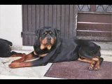 Chiens de mon forum Mein Hund, Mein Freund, Mein Rottweiler