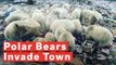 ‘Aggressive' Polar Bears Stage 'Mass Invasion' of Town