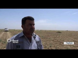 Mûsimê çinîna Çeh û Genim li Amûdê destpê kir