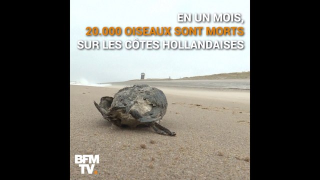 Aux Pays-Bas, la mystérieuse mort de plusieurs milliers d’oiseaux