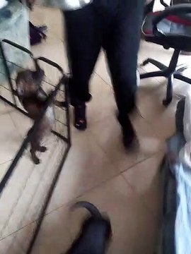 Apprentissage d'ORUS (assis, pas bouger,hop...)