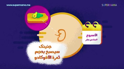 حاسبة الحمل بالاسابيع